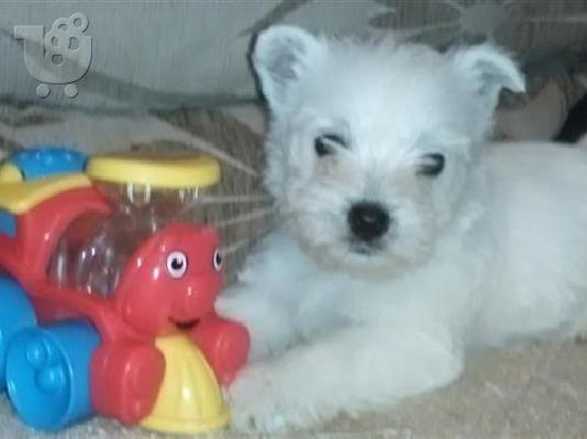 Westie Καθαροαιμα κουτάβια ευκαιρία Αθηνα  6988190151